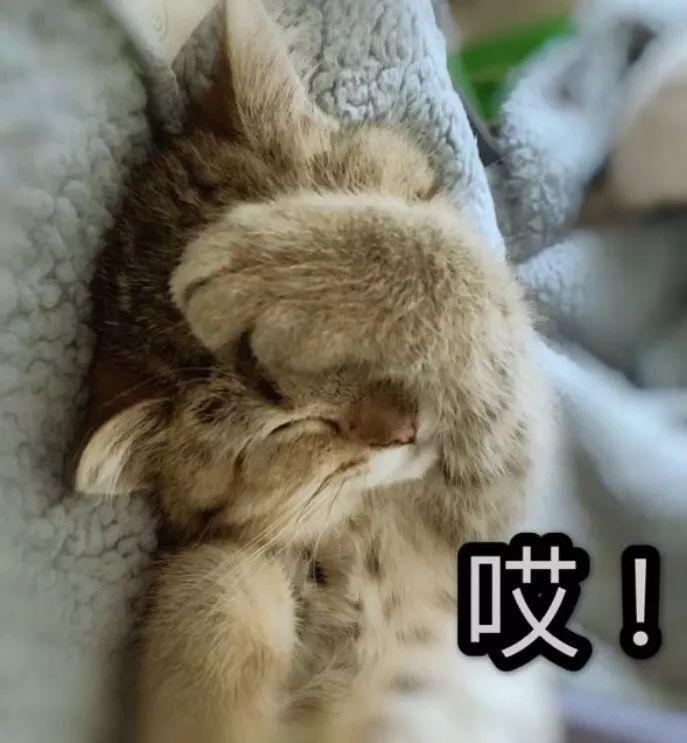 现代猫咪全新版，特质与生活概述