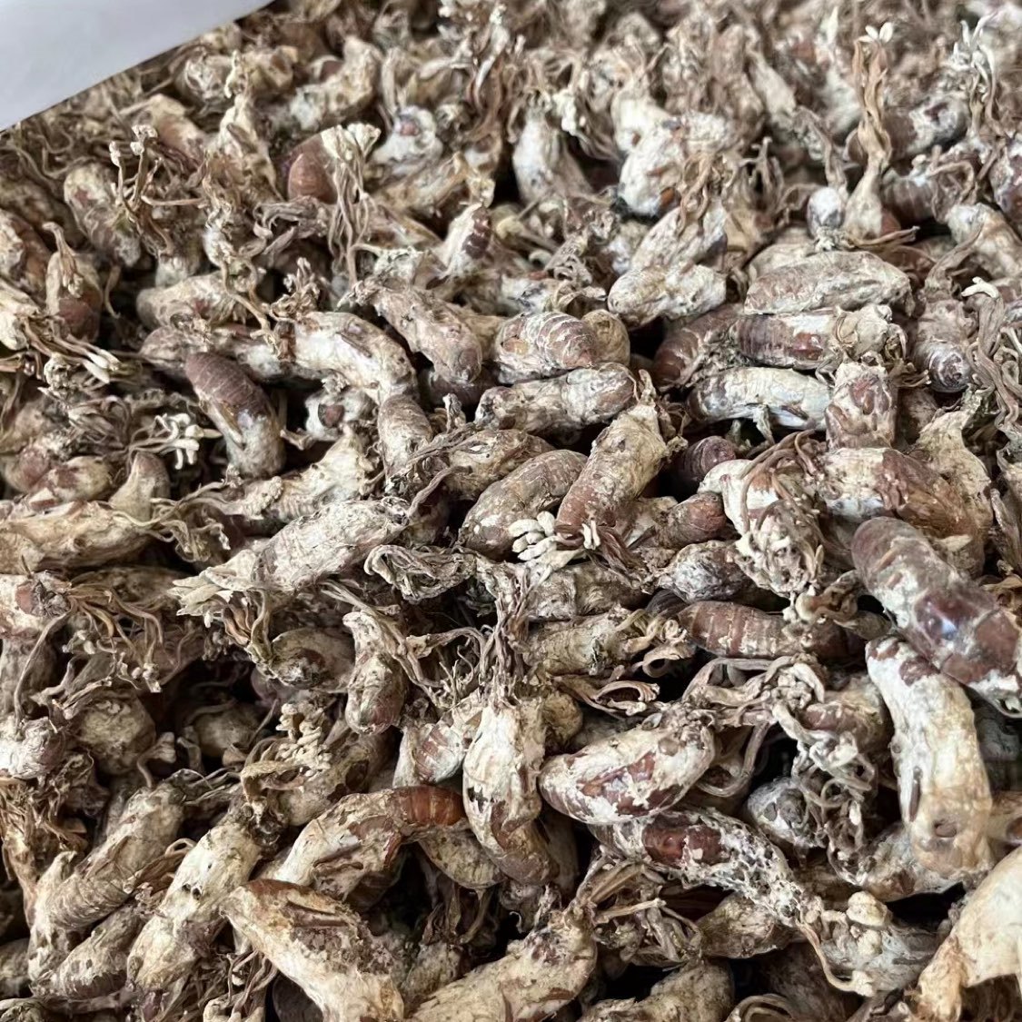 蝉花行情走势分析