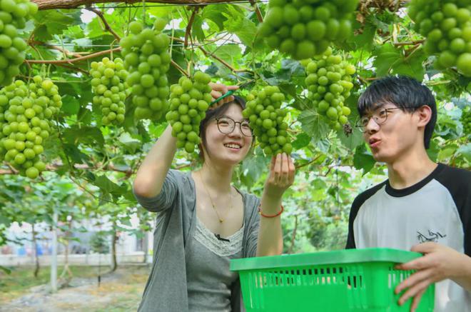 芜湖葡萄蜕变之旅，探寻最新葡萄的源头之旅