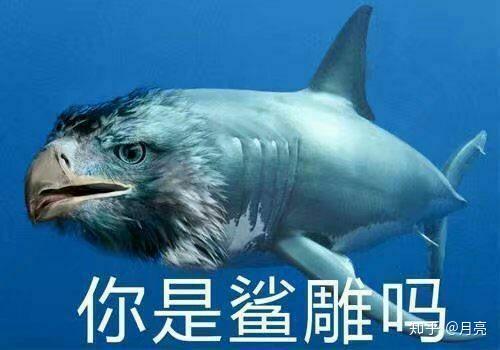 鲨鱼最新梗，自然美景鼓舞之旅探索启航