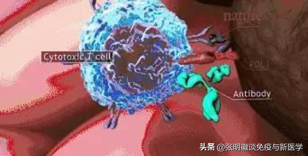 美国最新抗体的探索之旅